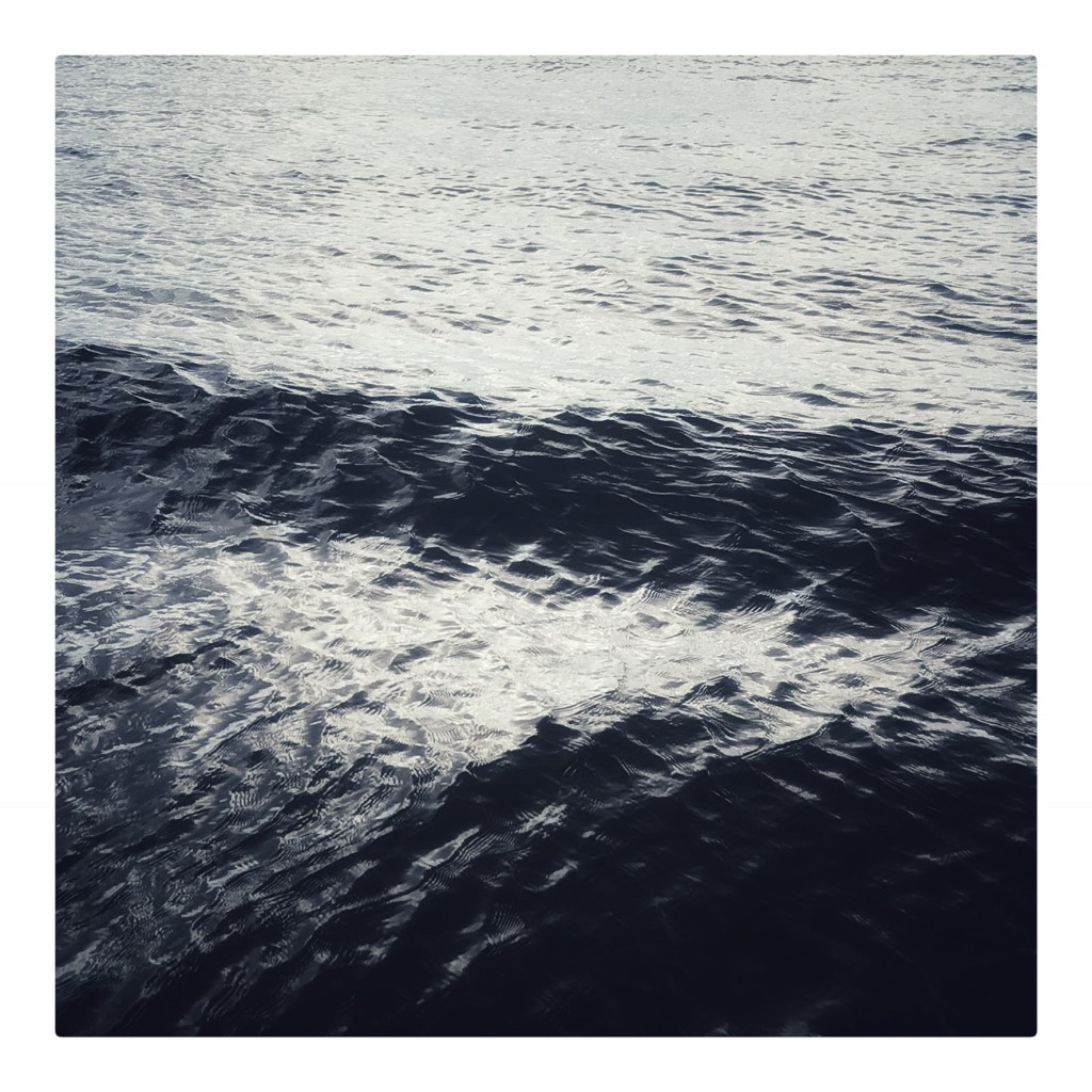 Surface – Living Wild Studios