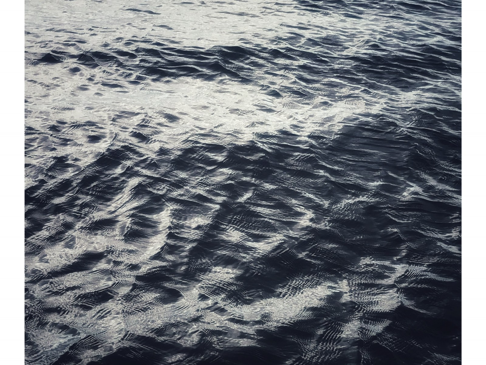 Surface – Living Wild Studios