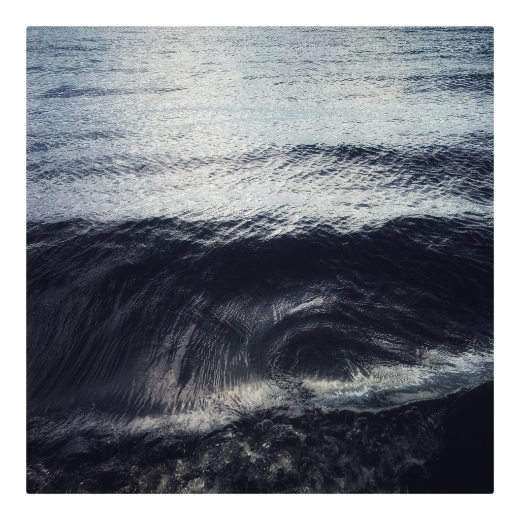 Surface – Living Wild Studios