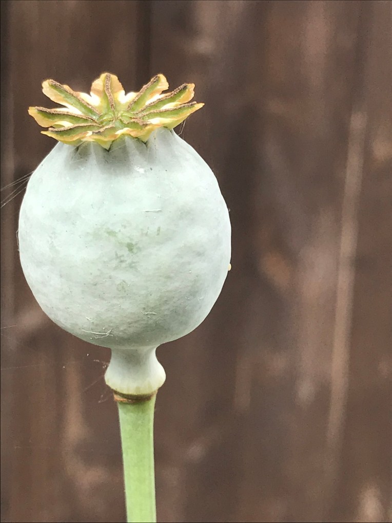 FA79AD06-3ED0-48CE-9863-7324189FADBA