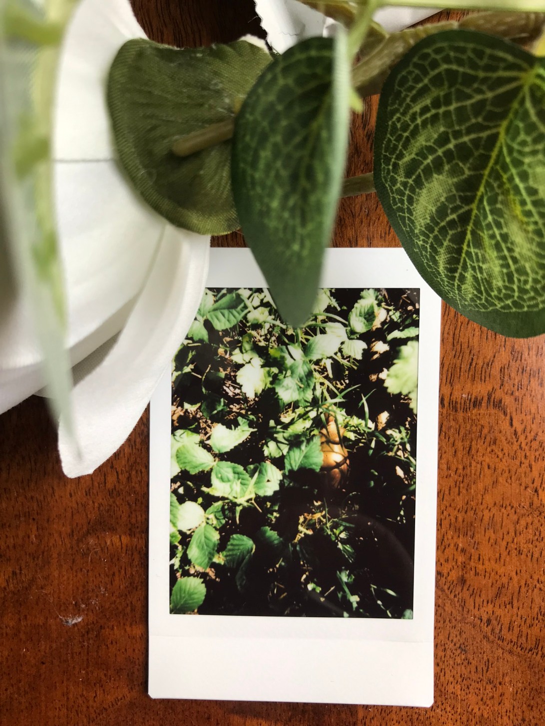 19/100- Plessey Woods, Northumberland