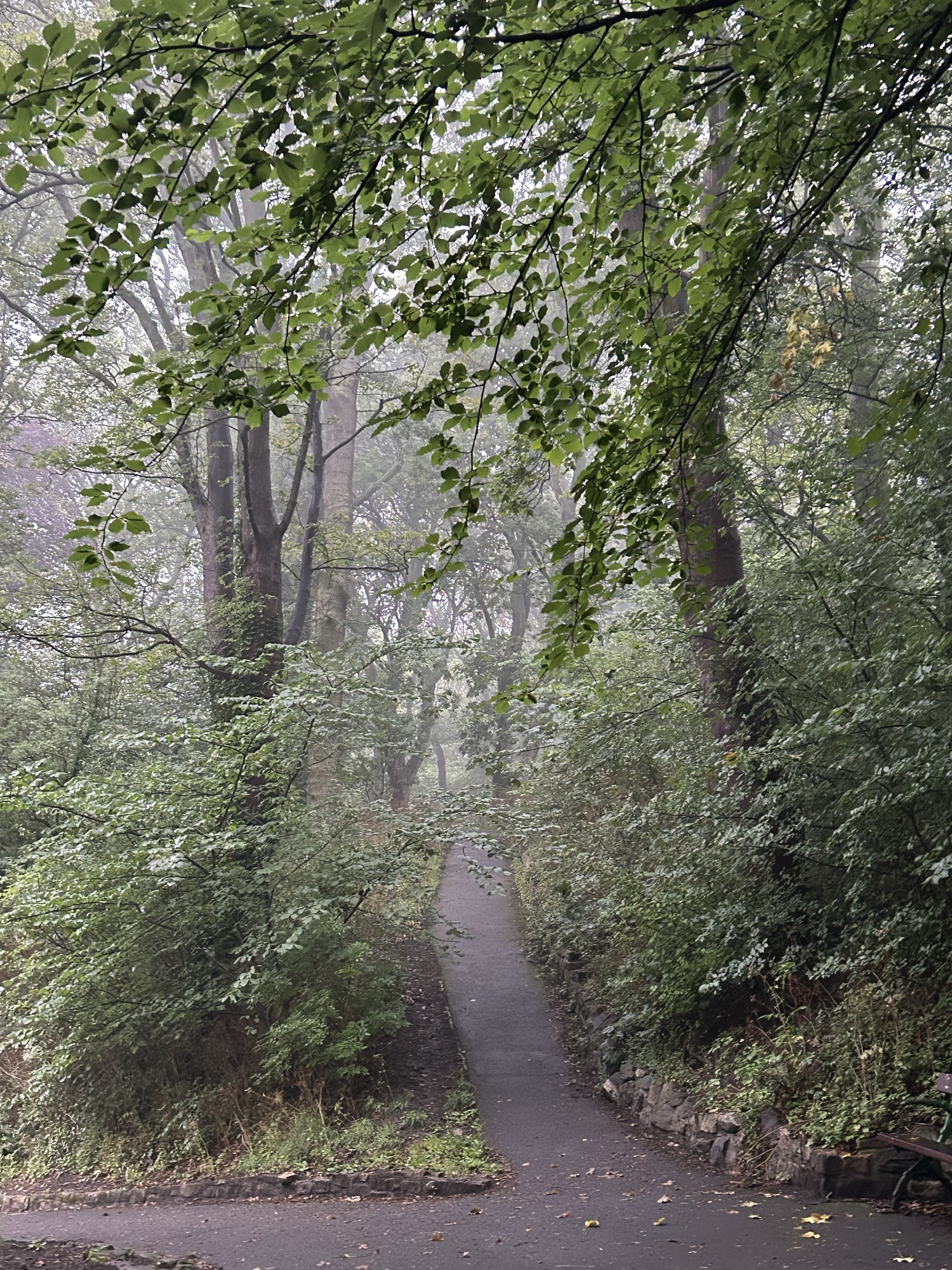 Finding Fog – Living Wild Studios