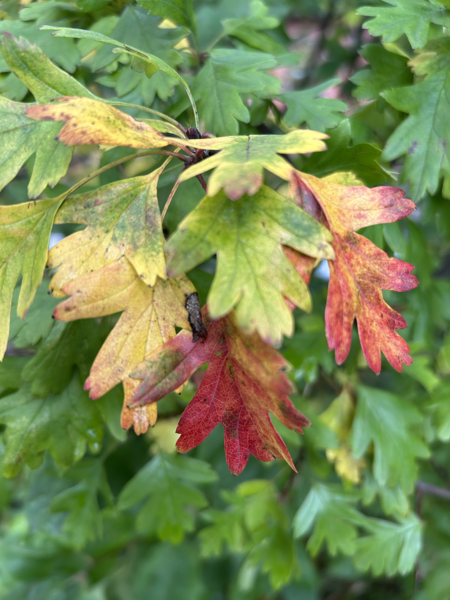 sagra del words – Living Wild Studios